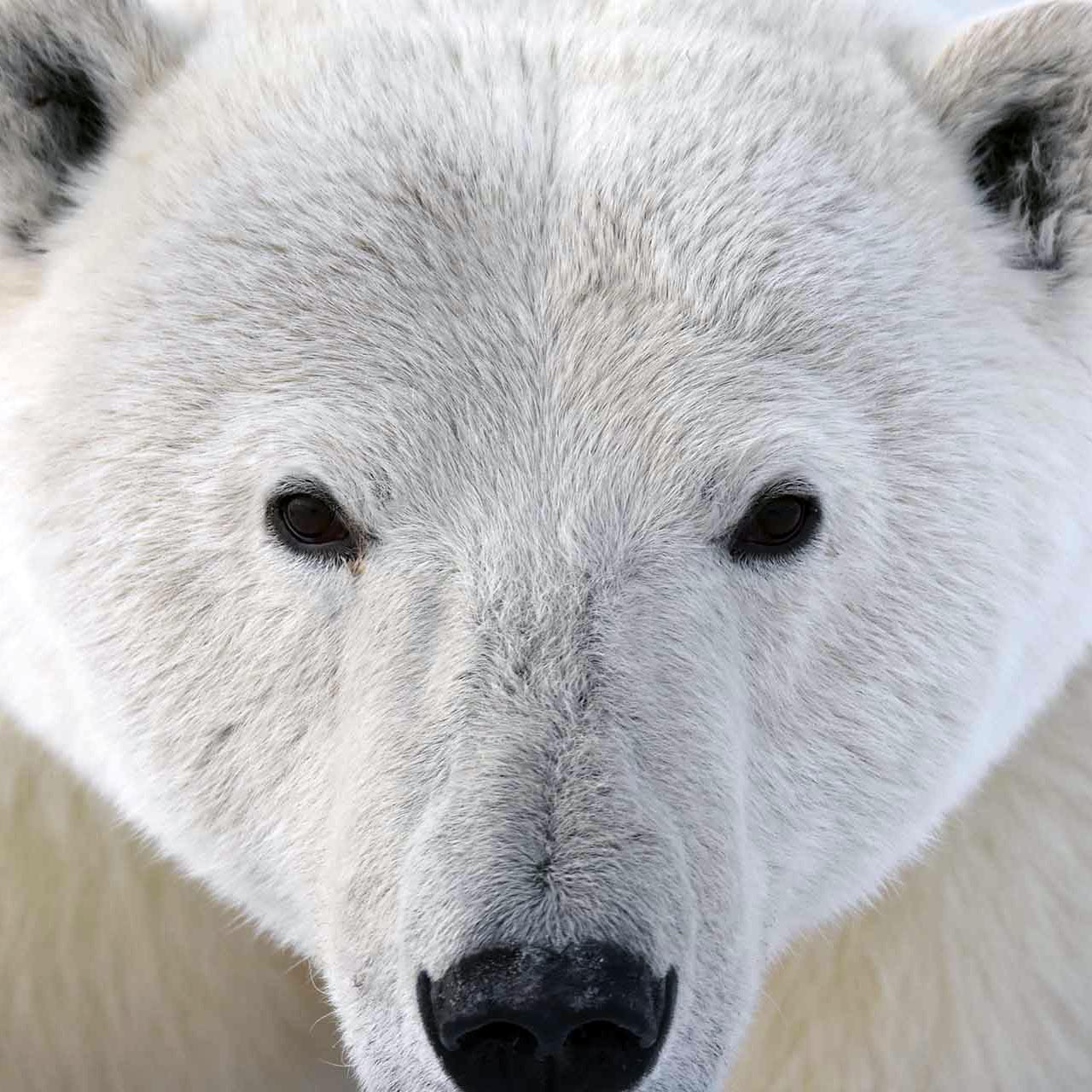 Polar Bear Viewing in Kaktovik, Alaska - Waldo Arms Hotel