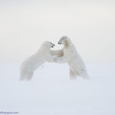 Polar bear (Ursus maritimus), pair of young subadult boars play with one another on newly formed pack ice during fall freeze up, along the eastern arctic coast of Alaska, Beaufort Sea